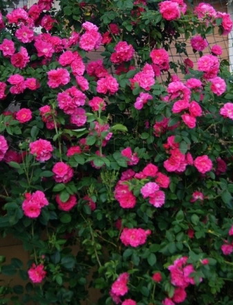 Роза канадская `Джон Кэбот`, Rosa (S) `John Cabot` | СадПарад